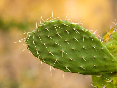 Opuntia cactus in South America  Peru の写真素材