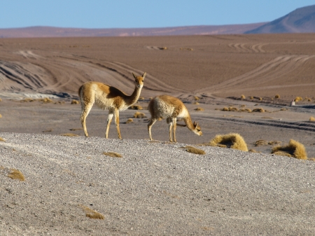 Two vicunas in southern Altiplano  Bolivia の写真素材