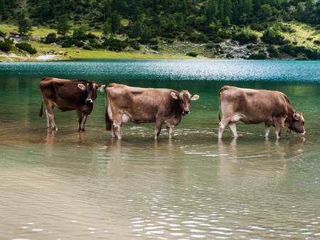 Bathing cows in Tirol (Austria)の写真素材