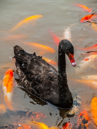 Black swan in the pond (Sichuan, China)の写真素材
