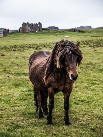 Typical domesticated horse in Icelandの写真素材
