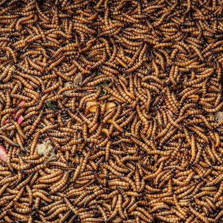 Worms in animal market  Kunming, Yunnan, China の写真素材