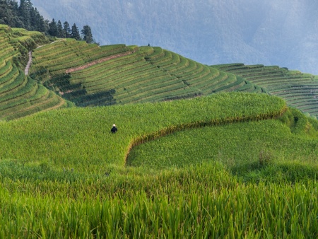 Rice terraces near Pingの写真素材