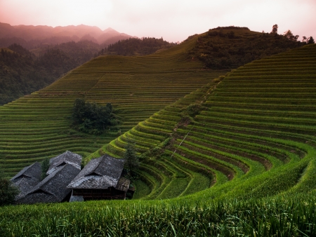 Green rice terraces  Pingの写真素材