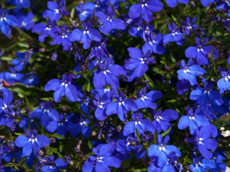 Many vilolets in the gardenの写真素材
