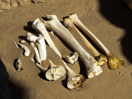 Human bones in the sand