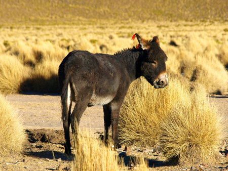 One of the cute donkeys in Cordillera de Lipezの写真素材