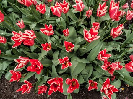 Many red tulips in the spring gardenの写真素材