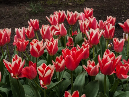 Many red tulips in the spring gardenの写真素材