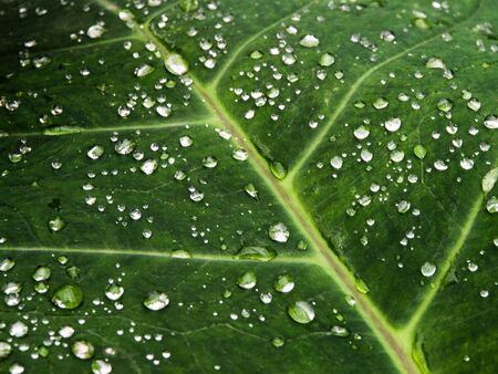 Small rain dropps on green leafの写真素材