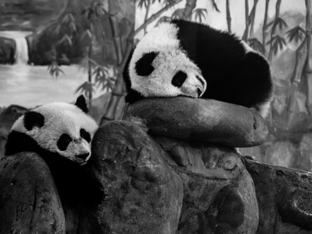 Two lazy pandas (Chengdu, Sichuan, China)の写真素材
