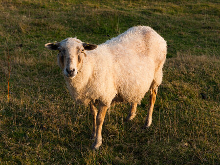 Young sheep on the pastureの写真素材
