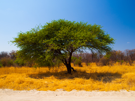Typical african acacia tree (Botswana)の写真素材
