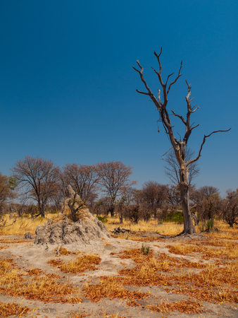 Termite hill in Okavango region (Moremi Game Reserve, Botswana)の写真素材