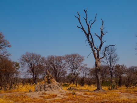 Termite hill in Okavango region (Moremi Game Reserve, Botswana)の写真素材