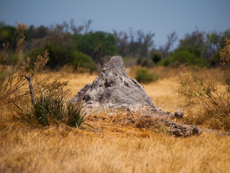 Termite hill in Okavango region (Moremi Game Reserve, Botswana)の写真素材