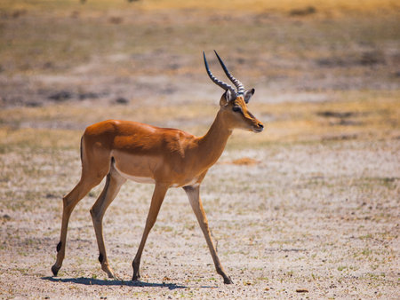 Young impala on safari game drive (Okavango region, Botswana)の写真素材