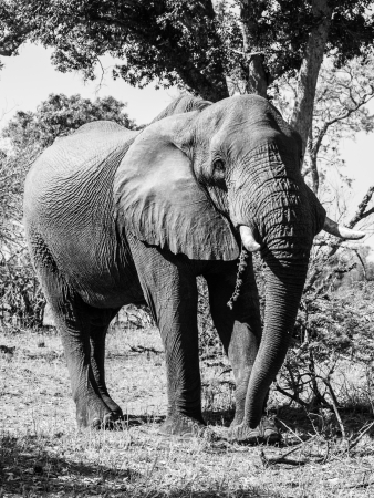 Standing african elephant in sunny day (Moremi Game Reserve, Botswana)の写真素材