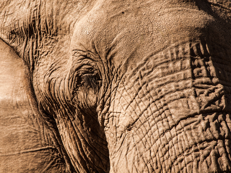 Detail of african elephant in sunny day (Moremi Game Reserve, Botswana)の写真素材