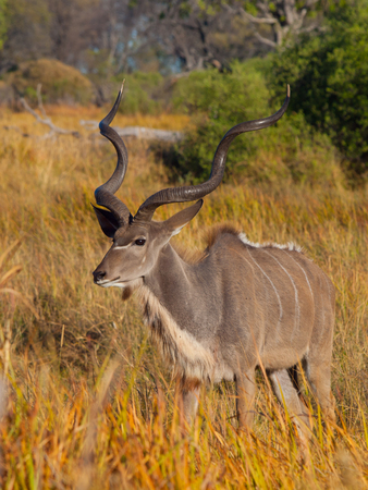 Kudu antelope standung in the bush (Okavanfo delta, Botswana)の写真素材