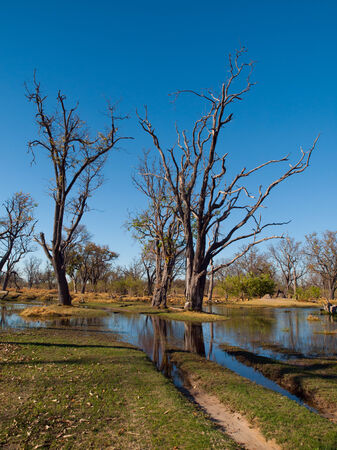 Ford in Paradise Pools area in Okavango delta (Botswana)の写真素材