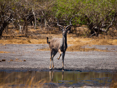 Kudu antelope at water holeの写真素材