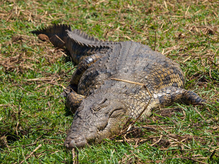 Lazy Nile crocodile (Crocodylus niloticus)の写真素材