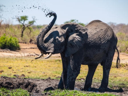 Elephant mud splash on african sunny dayの写真素材