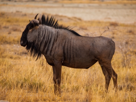 Blue wildebeest in savanna (Connochaetes taurinus)の写真素材