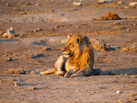 Young male lion having a restの写真素材