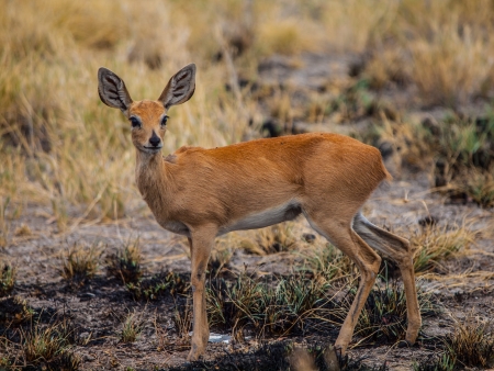The smallest antelope in the world - Kirk's dik-dik (Madoqua kirkii)の写真素材