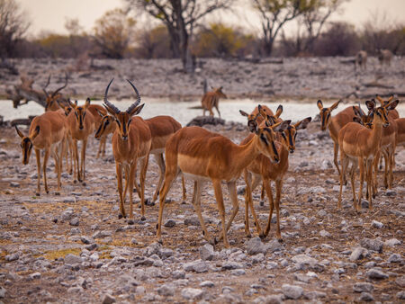 Impala herd near water holeの写真素材