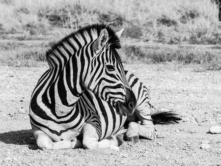 Lying zebra in black and white (Moremi Game Reserve, Botswana)の写真素材