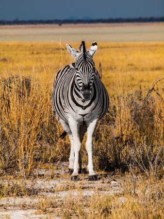 Front view of zebra in sunny dayの写真素材