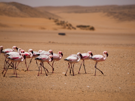 Flamingo march in Namib desert (Walvis Bay, Namibia)の写真素材