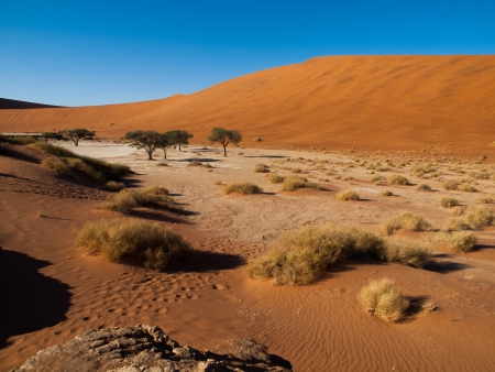 Dead acacia trees and red dunes of Namib desert (Namib Naukluft National Park, Namibia)の写真素材