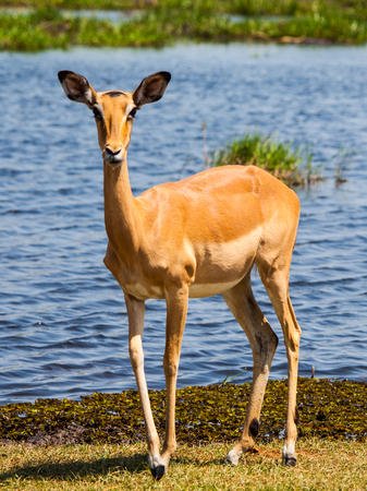 Young impala on safari game drive (Okavango region, Botswana)の写真素材