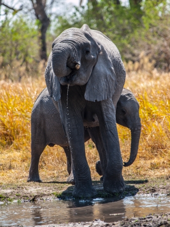 Two african elephants at water hole (Okavango region, Botswana)の写真素材