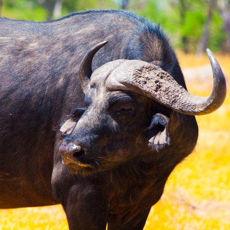 Head of angry buffalo (Botswana)の写真素材