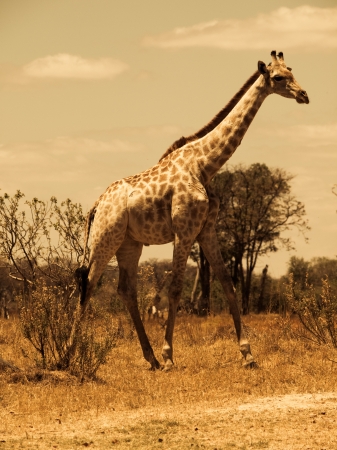 Giraffe in savanna (Moremi Game Reserve, Namibia)の写真素材