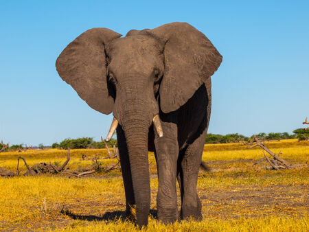 Big african elephant in grasslands of Chobe National Parkの写真素材