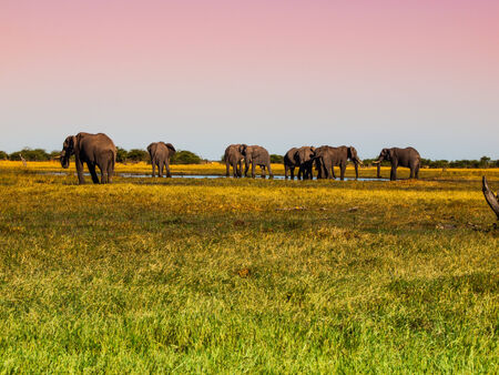 Herd of elephants in grasslands of Savuti marshesの写真素材