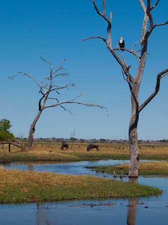 Game in Savuti Marsh (Chobe National Park, Botswana)の写真素材