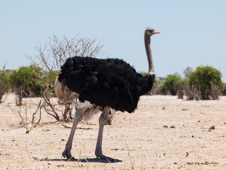 Ostrich in dry savanna (Struthio camelus)の写真素材