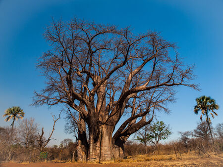 Big baobab tree near Victoria falls (Zimbabwe)の写真素材