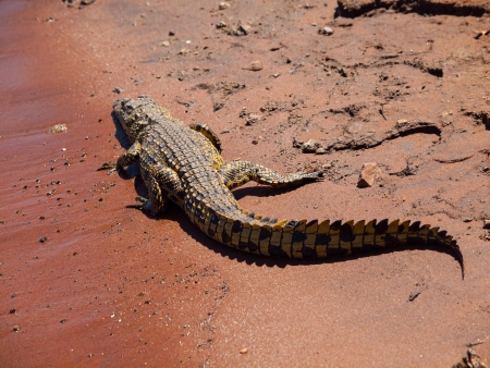 Crocodile on river bank (Chobe Riverfront, Botswana)の写真素材