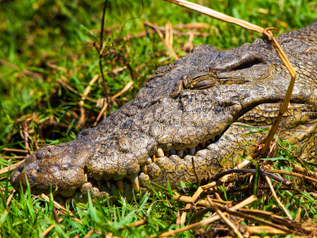 Head of crocodile in the grass (Chobe Riverfront, Botswana)の写真素材