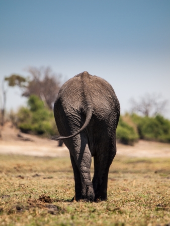 Elephant view from back sideの写真素材