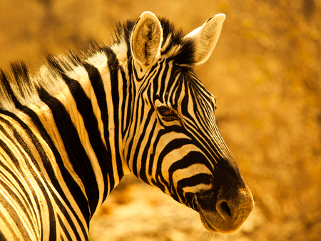 Zebra portrait (Moremi Game Reserve, Botswana)の写真素材