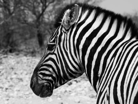 Zebra portrait in black and white (Moremi Game Reserve, Botswana)の写真素材